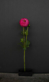 Dahlia Tuber, Koko Puff