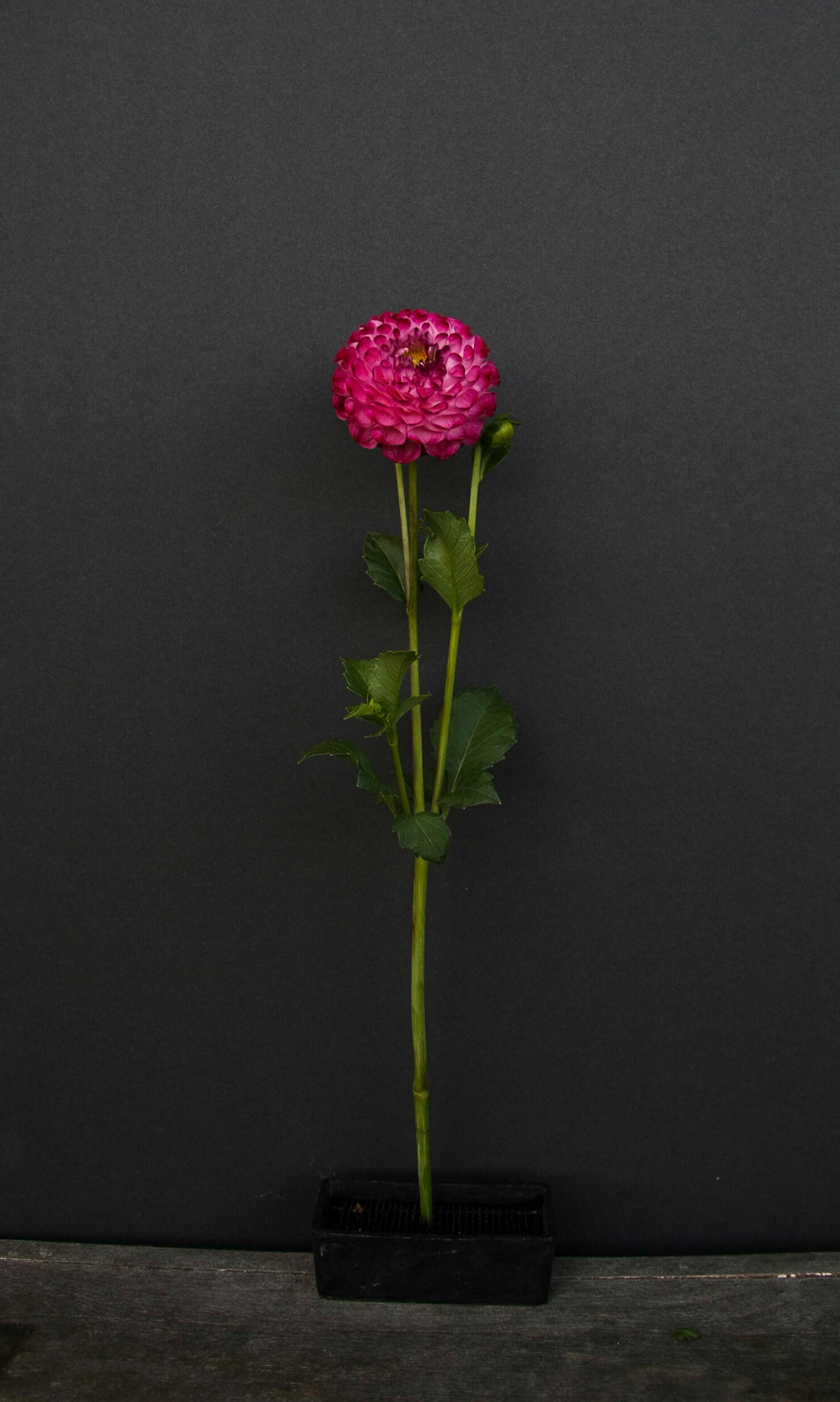 Dahlia Tuber, Koko Puff