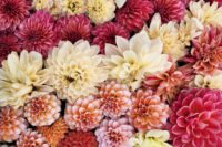Dahlia Tuber, Mystery
