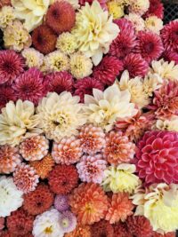 Dahlia Tuber, Mystery