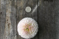 Dahlia Tuber, Pink Pearl