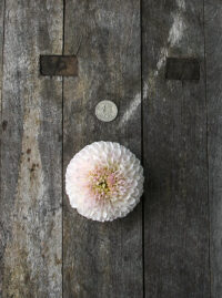 Dahlia Tuber, Pink Pearl