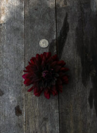 Dahlia Tuber, Rip City