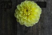 Dahlia Tuber, Sun Kissed