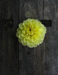 Dahlia Tuber, Sun Kissed