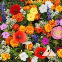 Deer Resistant Flower Seed Mix