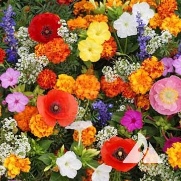 Deer Resistant Flower Seed Mix
