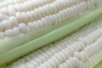 Sweet Corn, Milky Way TS (82 Days)