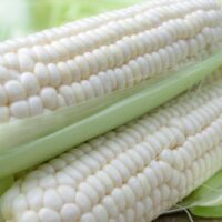 Sweet Corn, Milky Way TS (82 Days)