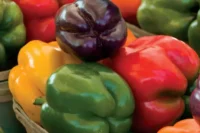 Pepper, Rainbow Bell Mix (60 Days) Heirloom