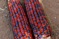 Corn, Bloody Butcher (110 Days)