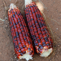 Corn, Bloody Butcher (110 Days)