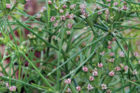 Herb, Cumin, (110 Days) Heirloom