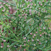 Herb, Cumin, (110 Days) Heirloom
