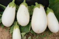 Eggplant, Ghost Story (63 Days)