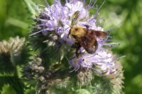 Phacella, Lacy (Phacelia tanacetifolia)