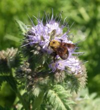 Phacella, Lacy (Phacelia tanacetifolia)