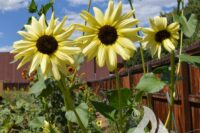 Sunflower 'Ice Cream' (Helianthus debilis)