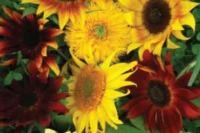 Sunflower, All Sorts Mix