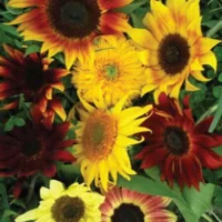 Sunflower, All Sorts Mix