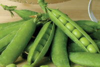 Pea, Mr. Big (60 Days) Heirloom