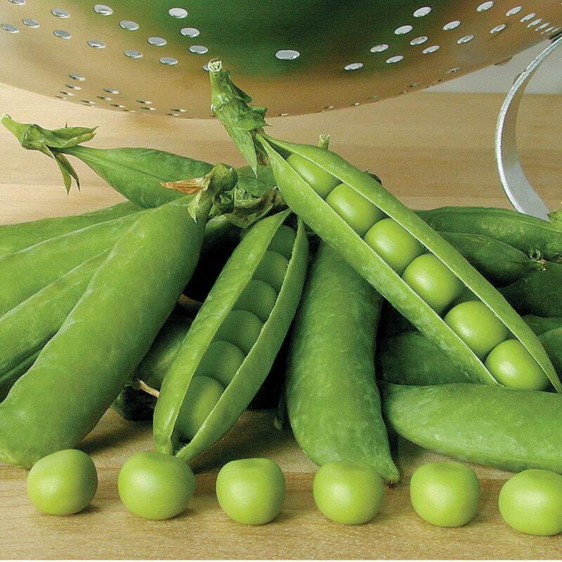 Pea, Mr. Big (60 Days) Heirloom