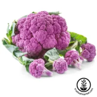 Cauliflower, Violetta Italian Purple, (85 Day) Heirloom