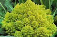 Broccoli, Romanesco, (75 Days) Heirloom