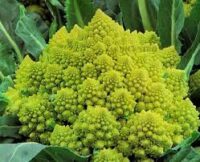 Broccoli, Romanesco, (75 Days) Heirloom