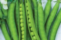 Pea, Sugar Daddy (62 Day) Heirloom