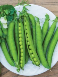 Pea, Sugar Daddy (62 Day) Heirloom