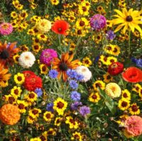Easy Care Childrens Garden