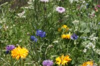 Edible Flower Mix