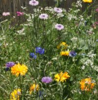 Edible Flower Mix