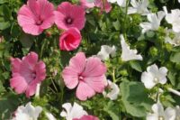 Tree Mallow (Lavatera Trimestris)