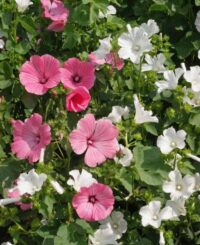 Tree Mallow (Lavatera Trimestris)