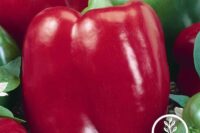 Pepper, Big Red (75 Day) Heirloom