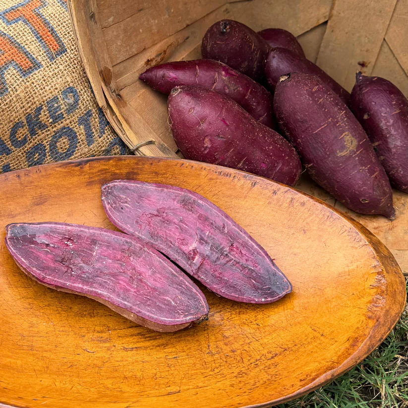 Sweet Potato Slips (20) Purple Majesty (110 Day) Shipping May