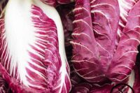 Cabbage, Radicchio (80 Days) Heirloom