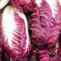 Cabbage, Radicchio (80 Days) Heirloom
